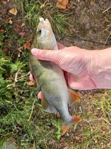 European Perch