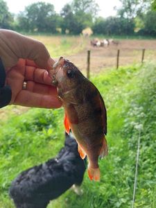 European Perch