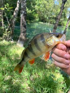 European Perch