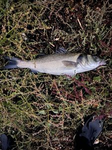 European Bass (Seabass)