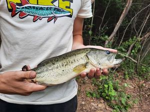 Largemouth Bass