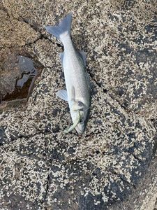 European Bass (Seabass)