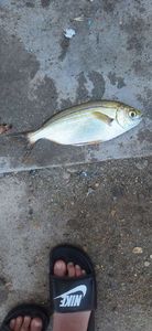 Salema