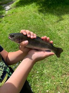 Brown Trout