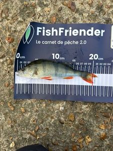 European Perch
