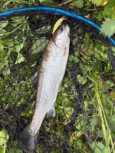Rainbow Trout