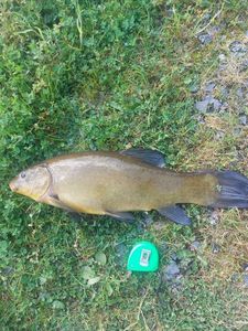Tench