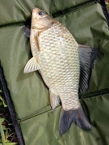 Crucian Carp