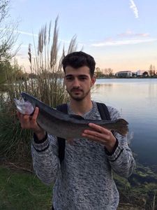 Rainbow Trout