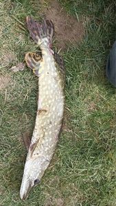 Northern Pike
