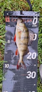 European Perch