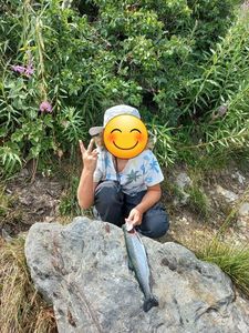 Rainbow Trout