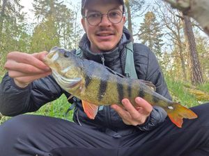 European Perch