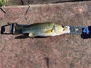 Largemouth Bass