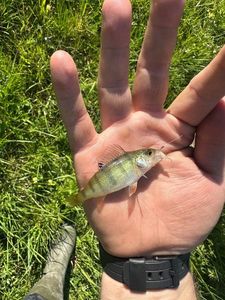 European Perch