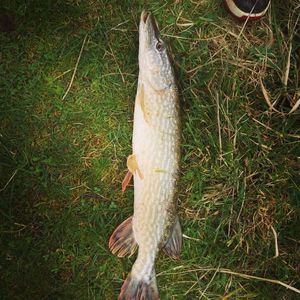 Northern Pike