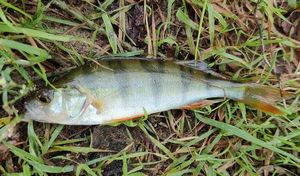 European Perch