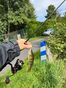 European Perch