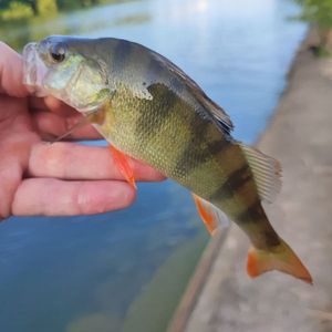 European Perch