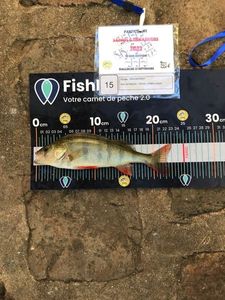 European Perch