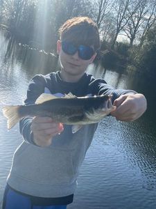 Largemouth Bass