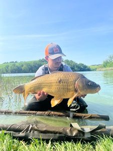 Common Carp