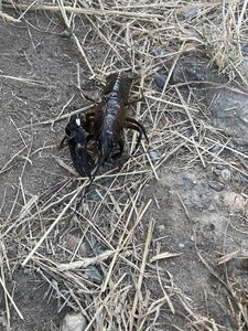 Spinycheek Crayfish