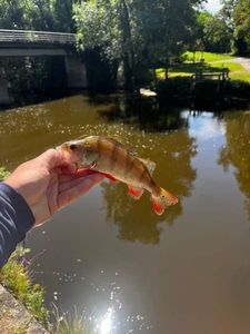 European Perch