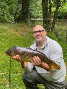 Common Carp