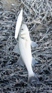 European Bass (Seabass)