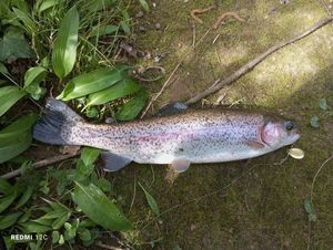 Rainbow Trout