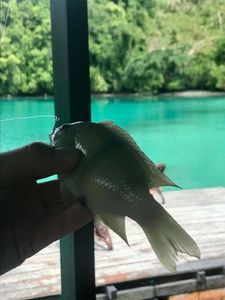 Salema