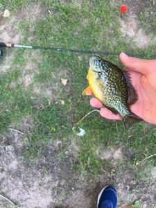 Green Sunfish