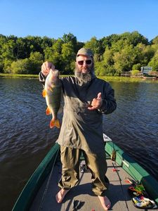 European Perch