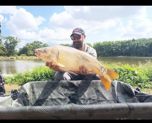 Mirror Carp