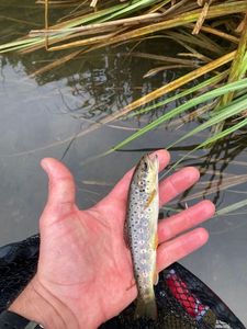Brown Trout