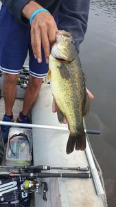 Largemouth Bass