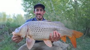 Common Carp