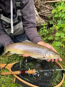 Brown Trout