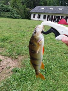 European Perch