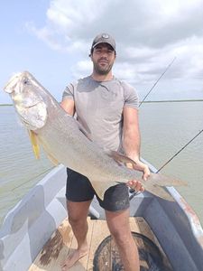Giant African Threadfin