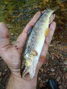 Brown Trout