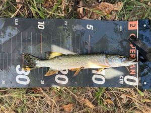 Northern Pike — fogta: Thaddée Bucher