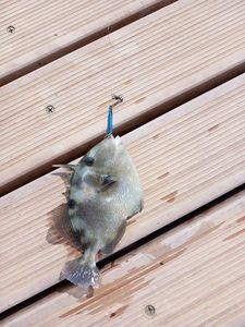 Triggerfish