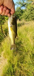 Largemouth Bass