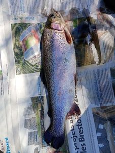 Rainbow Trout
