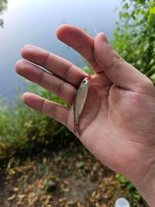 Roach