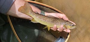 Brown Trout