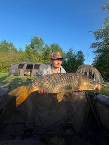 Common Carp