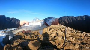 European Bass (Seabass)
